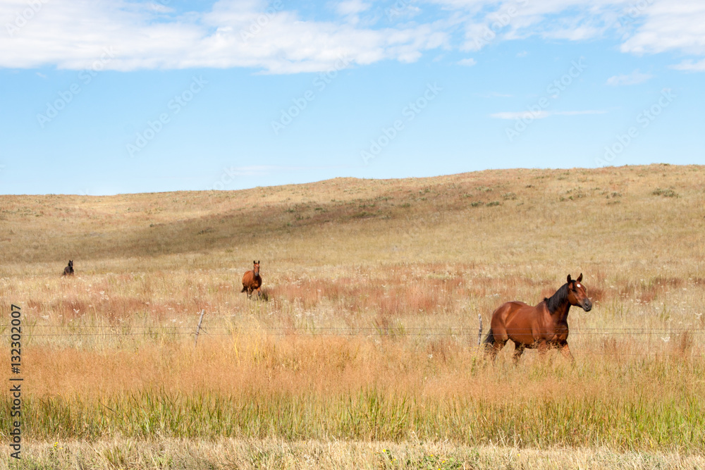 Three horses running in a field Three horses running in a field