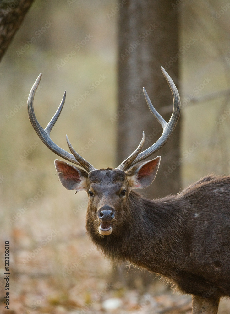 Obraz premium Portrait of a beautiful deer with antlers in the wild. India. National Park. An excellent illustration.