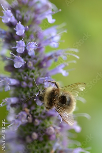 Hummel auf Gartenduftnessel Makro
