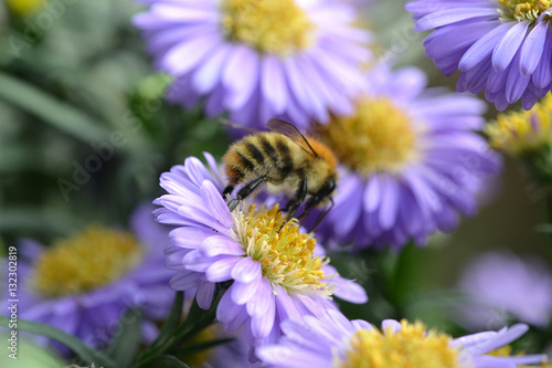 Hummel auf Aster