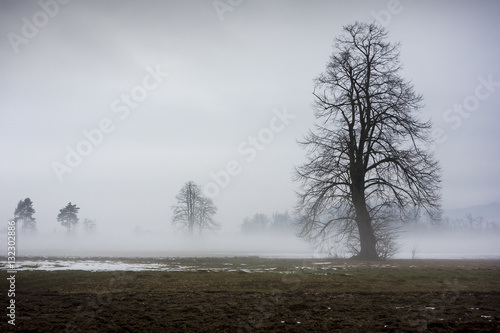 Wallpaper Mural Tree on a foggy morning Torontodigital.ca