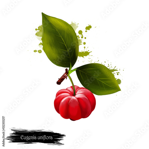 Eugenia uniflora fruit isolated on white. Digital art watercolor illustration. Pitanga, Suriname cherry, Brazilian or Cayenne cherry, or Cerisier Carre plant family Myrtaceae. Red berry with leaves photo