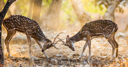 Two deer fighting each other in the mating season in the wild. India. National Park. An excellent illustration. © gudkovandrey