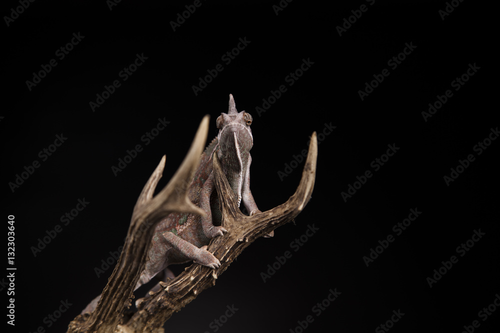 Fototapeta premium Kameleon na porożu