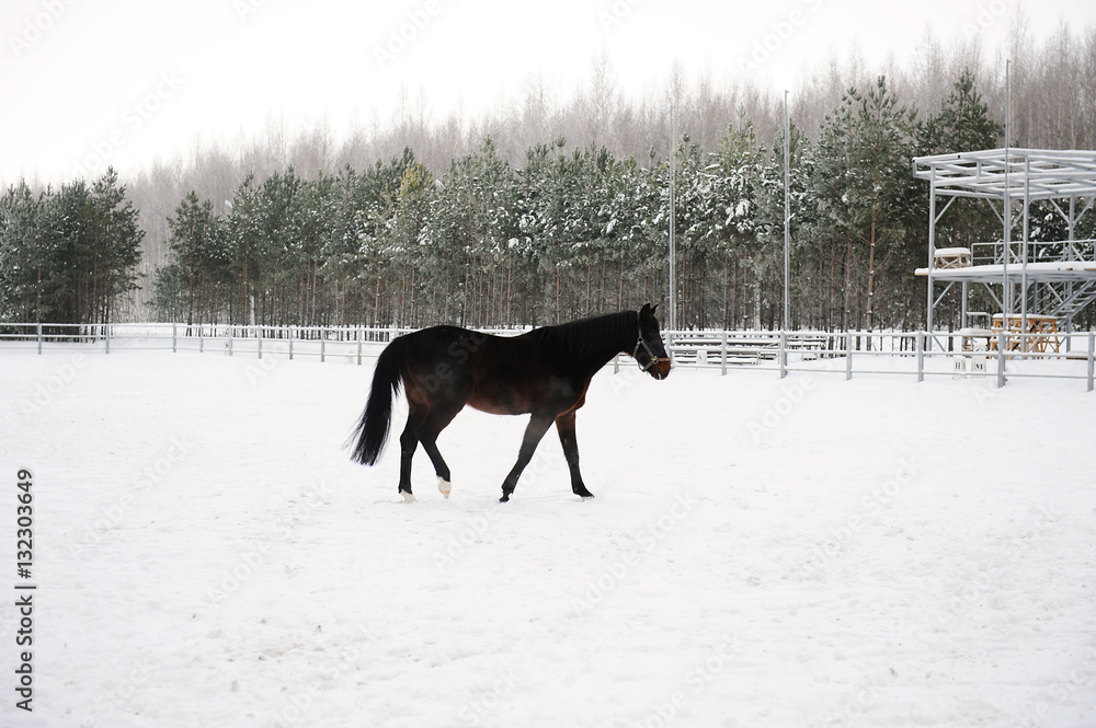 The brown horse is running at background of monochrome winter landscape The brown horse is running at background of monochrome winter landscape