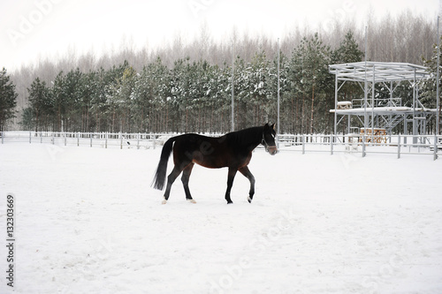 The brown horse is running at background of monochrome winter landscape