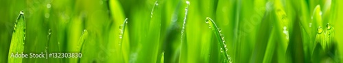 fresh young oats with dew (panorama)