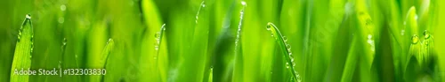 Panel kuchenny z motywem fresh young oats with dew (panorama)