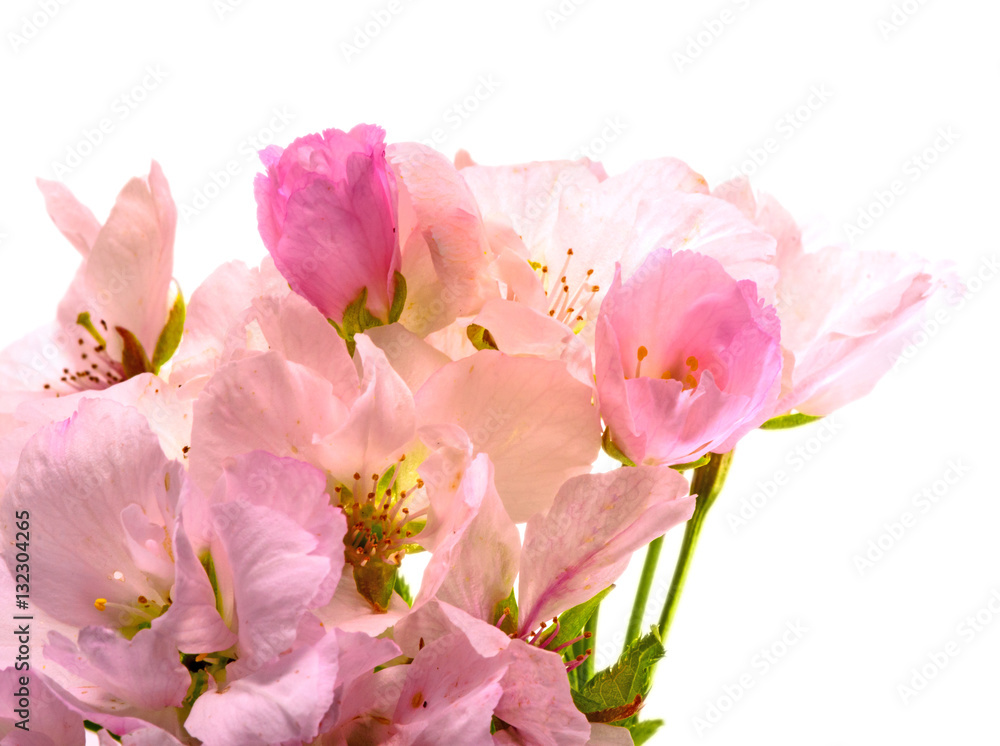 Spring Dream : Japanese cherry blossoms :)