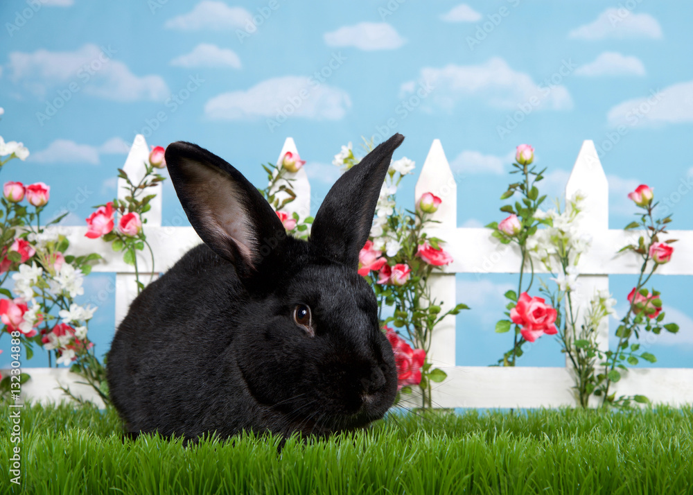 Fototapeta premium Large black bunny in green grass facing viewer, white picket fence with pink roses. Blue background sky with clouds. Copy space.