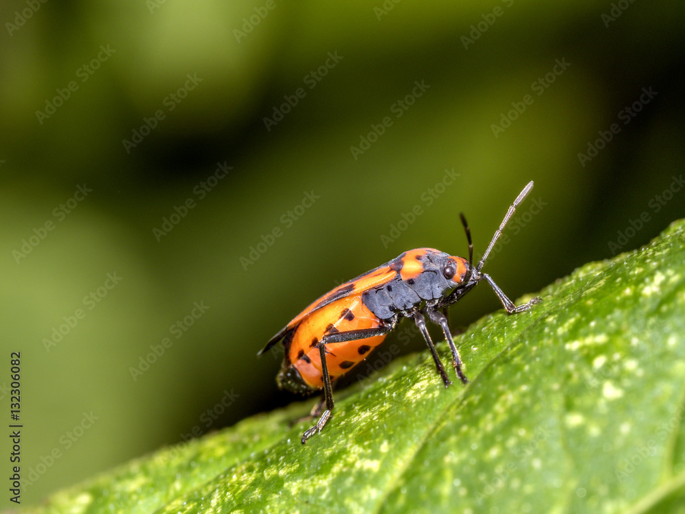 Fototapeta premium Milkweed bug on plant