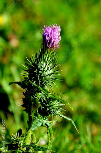 Wildflower in the Carpathian Mountains.  Landscape in Apuseni Mountains  Transylvania.