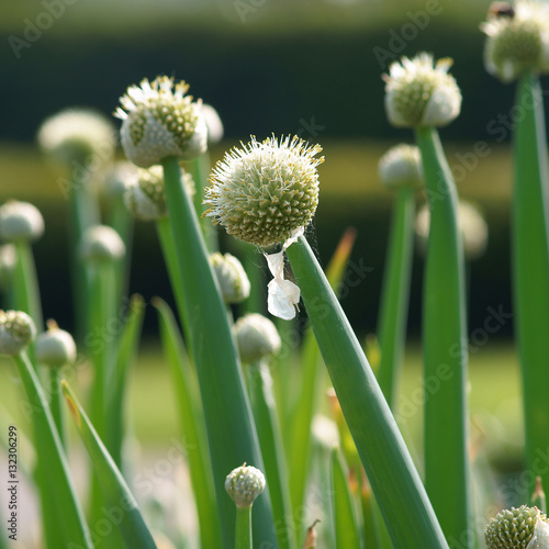 Allium fistulosum / Welsh onion 