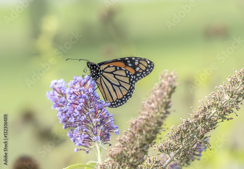  monarch butterfly,Danaus plexippus © John Anderson