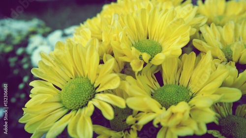 close up white daisy flowers, event decoration, vintage dramatic background, sad valentine, Christmas and new year