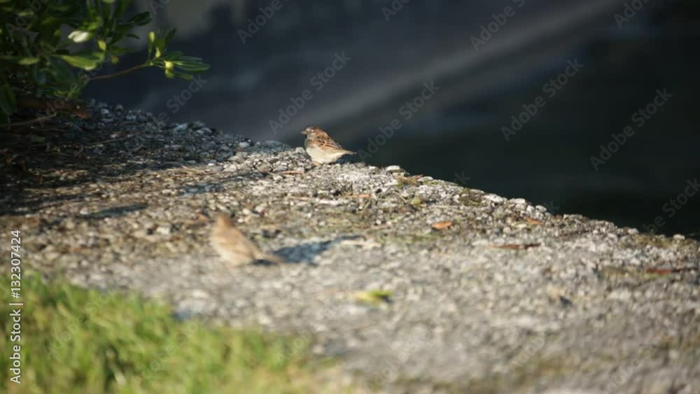 sparrow at the lake Geneva in Switzerland sparrow at the lake Geneva in Switzerland