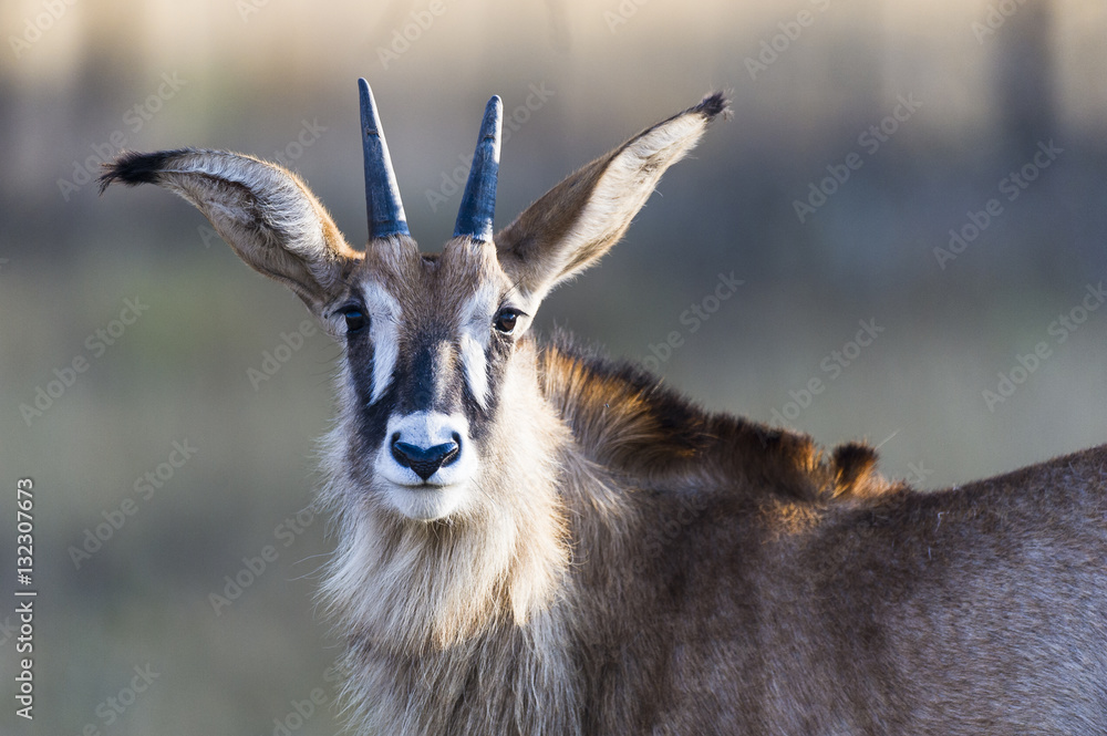 Roan Antelope