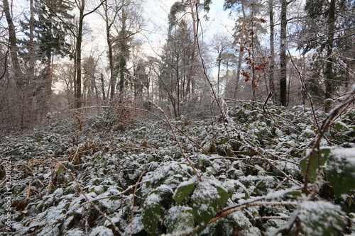 Brombeeren im Wald photo