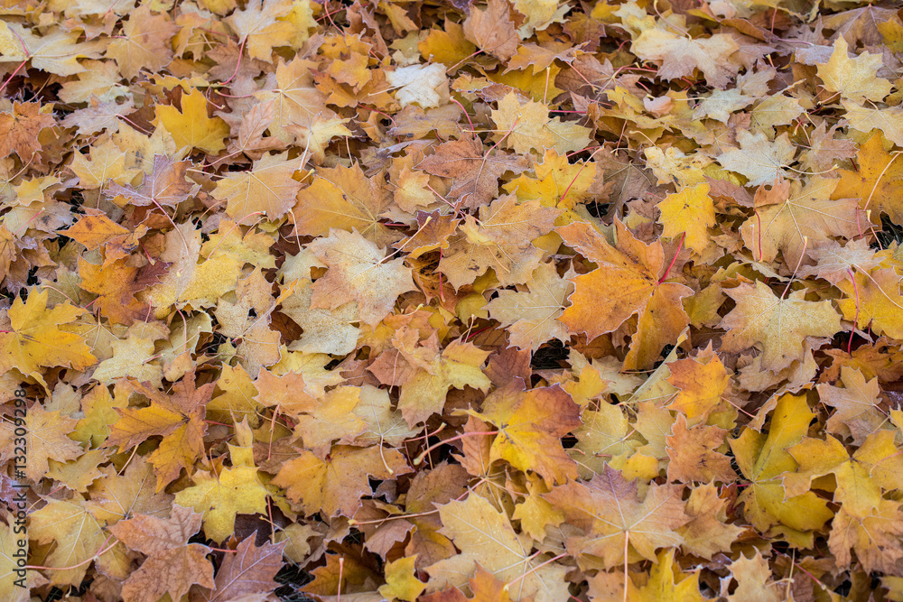 Morning Frost On Fallen Autumn Leaves. Morning Frost On Fallen Autumn Leaves.