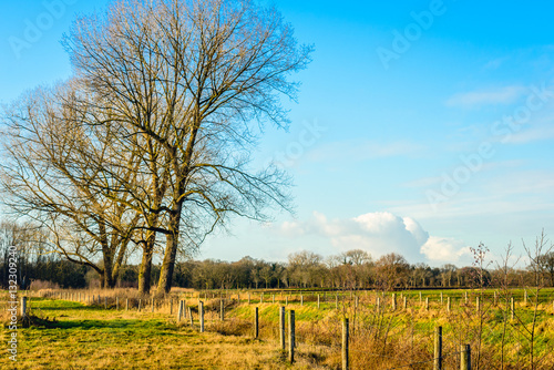 Fences and leafless trees in a rural landscape