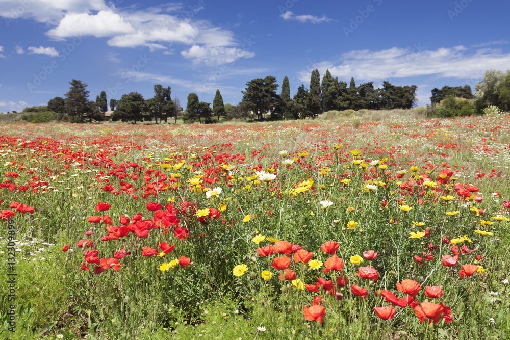 Meadow with wildflowers, near Otranto, Lecce province, Salentine Peninsula, Puglia Meadow with wildflowers, near Otranto, Lecce province, Salentine Peninsula, Puglia