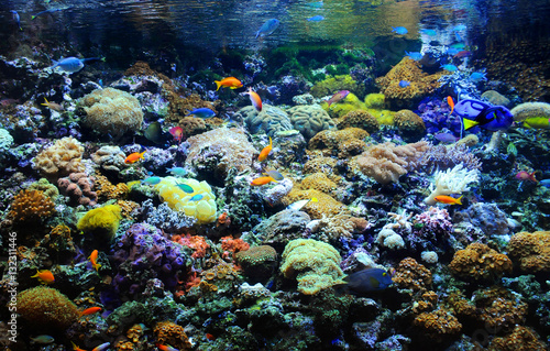 Many small fish in the colorful coral reef