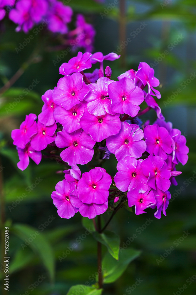 colourful petunia (Petunia hybrida) flowers colourful petunia (Petunia hybrida) flowers