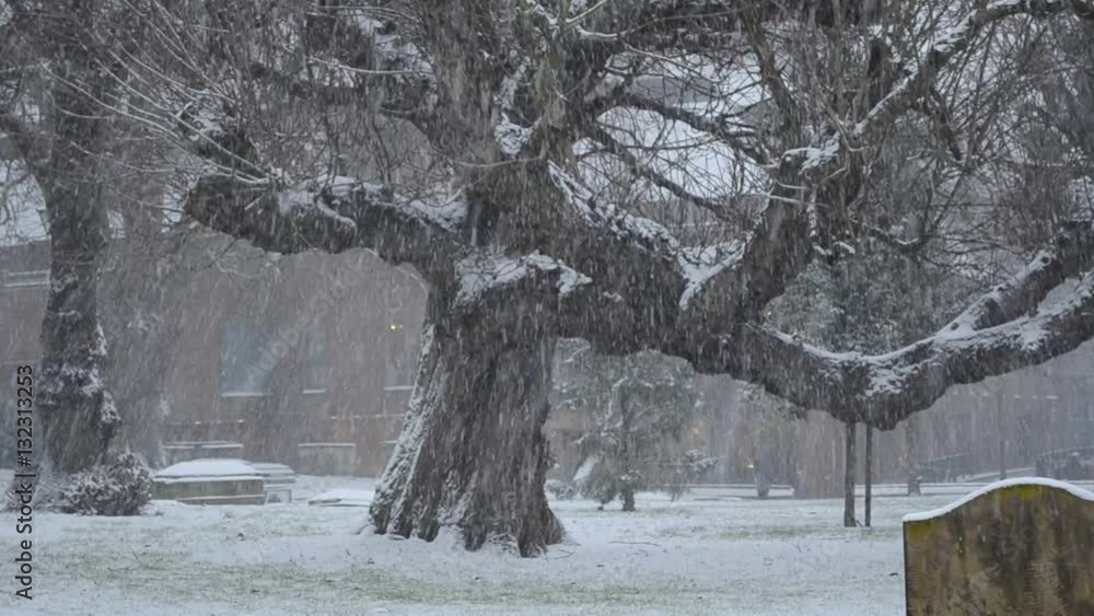 custom made wallpaper toronto digitalgigantic oak tree in England in the snow: Winter