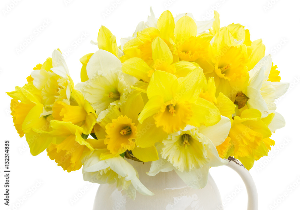 Fresh spring bright yellow daffodils in vase close up isolated on white background Fresh spring bright yellow daffodils in vase close up isolated on white background