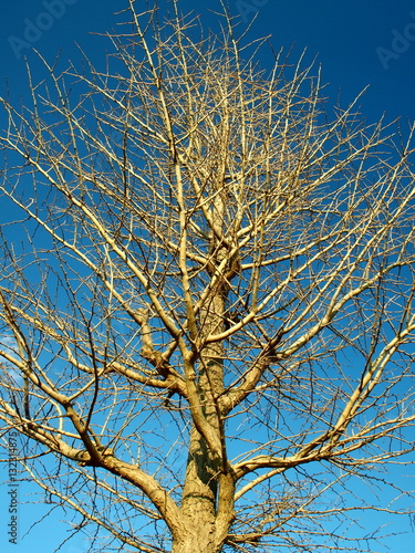 銀杏の枯れ木