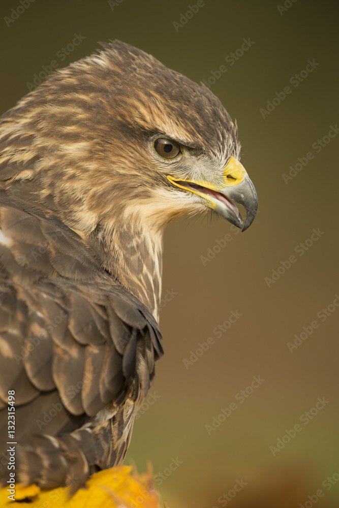 Common buzzard (Buteo buteo), among the autumn foliage Common buzzard (Buteo buteo), among the autumn foliage
