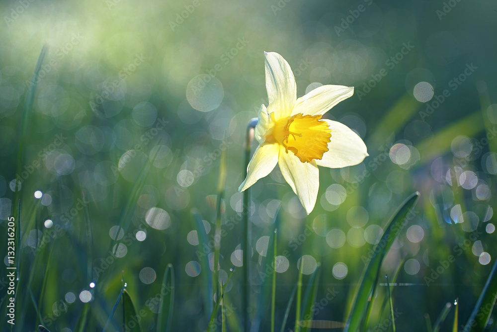 Beautiful big white narcissus flower in the grass in the sun shines in the morning in the spring summer outdoors. Beautiful circular bokeh, morning dew sparkles in the sun. Blurry soft background. - obrazy, fototapety, plakaty 