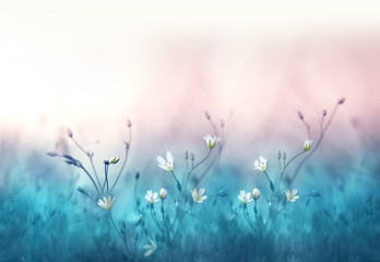 Small white flowers on a toned on gentle soft blue and pink background outdoors close-up macro . Spring summer floral background. Light air delicate artistic image.