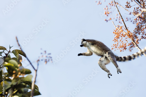 Ring tailed lemurs (Lemur catta) jumping in the trees, Anja Reserve, Ambalavao, central area, Madagascar photo