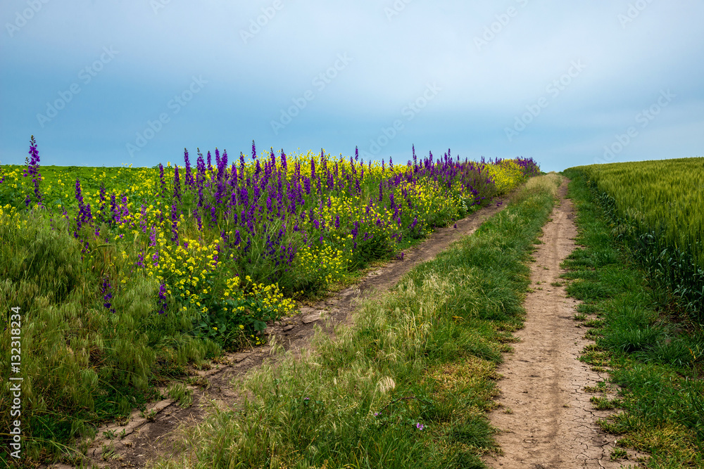 Country road between spring fields with crops - selective focus, copy space Country road between spring fields with crops - selective focus, copy space