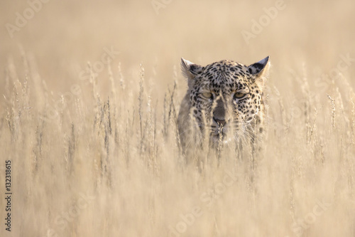 Leopard female (Panthera pardus), Kgalagadi Transfrontier Park photo