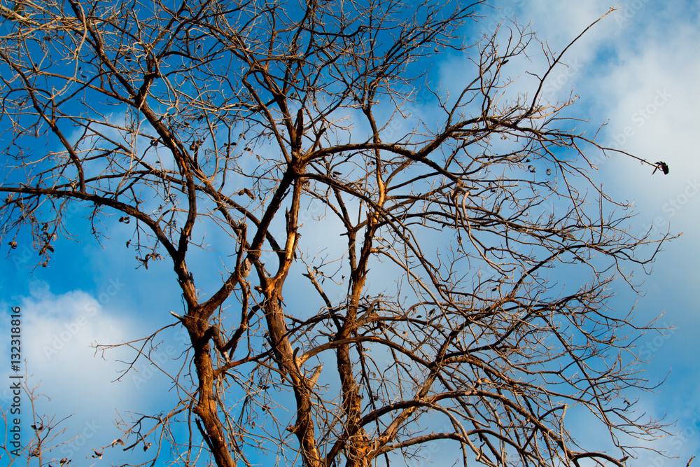 Branches sky background Branches sky background