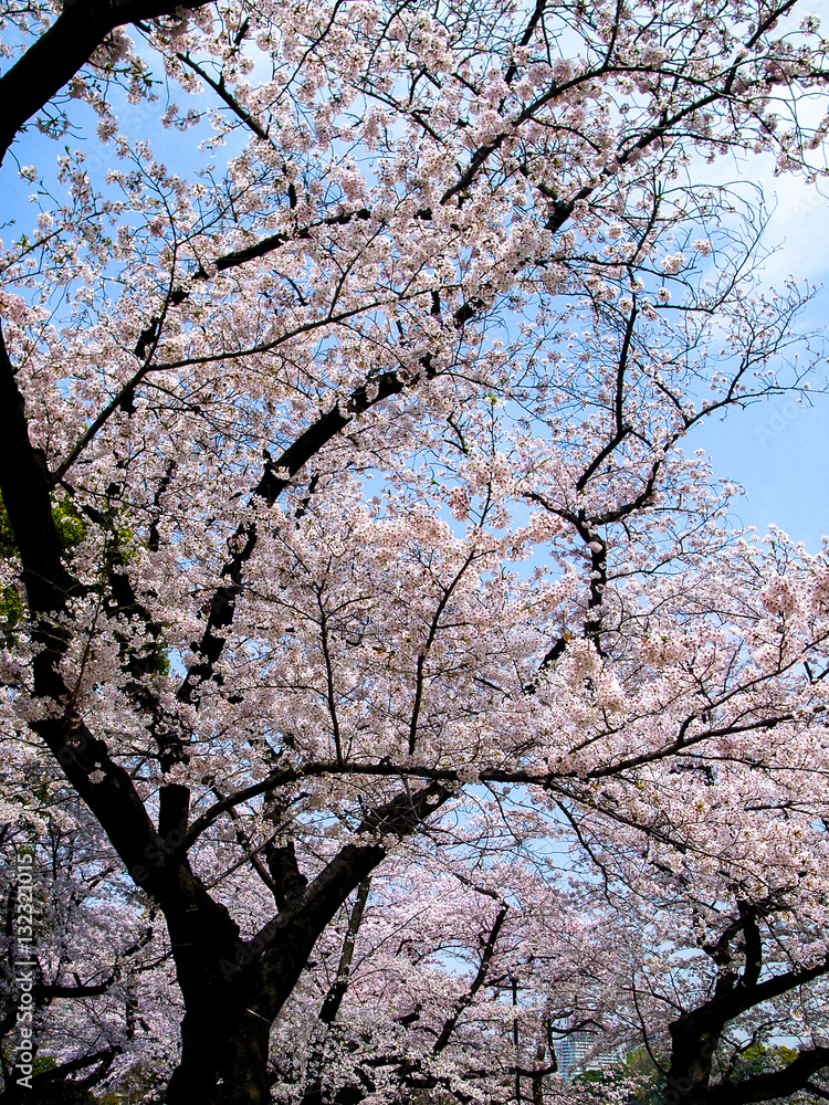 千鳥が淵の桜 千鳥が淵の桜