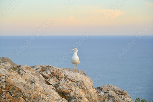 Seagull sitting on a rock by the sea