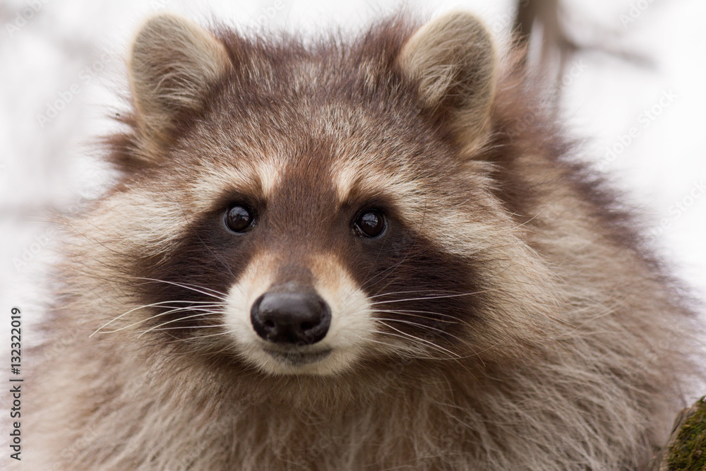 portrait of a young raccoon close up portrait of a young raccoon close up