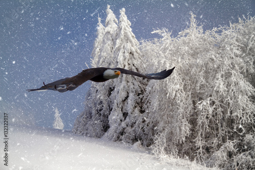 Seeadler im Anflug bei winterlichem Schneefall