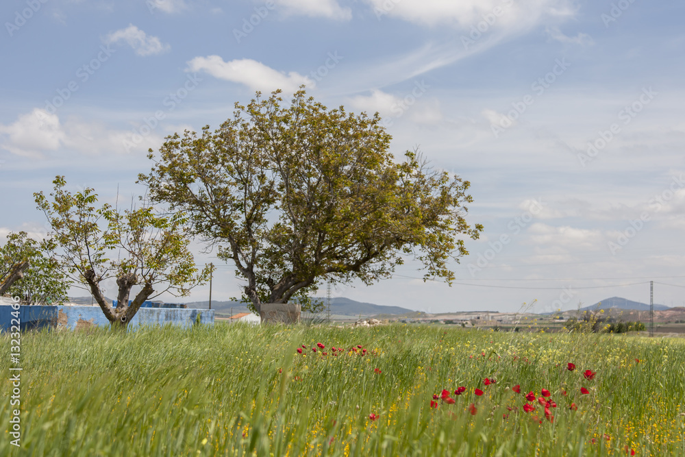 Landscape poppies tree