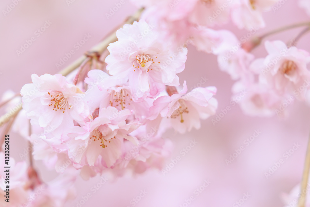 八重桜 八重桜