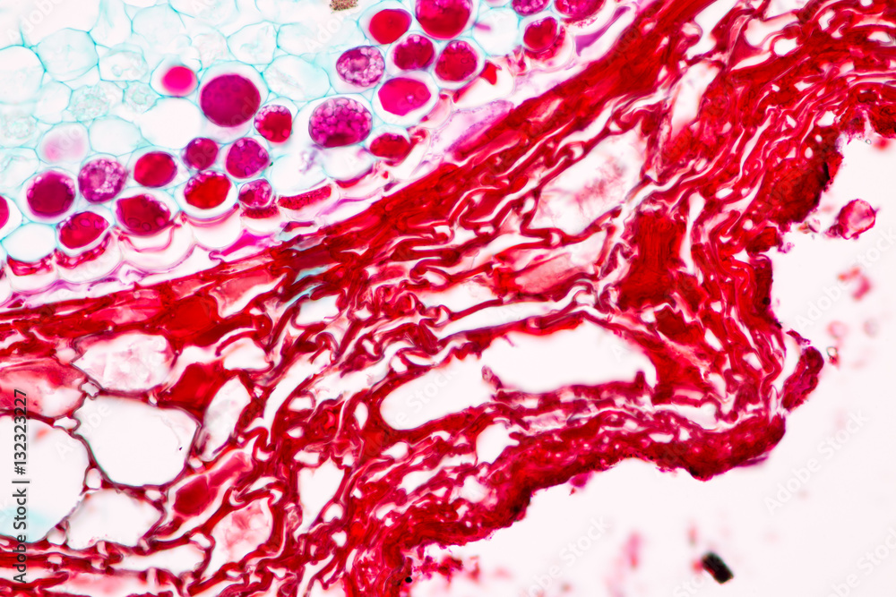 Mycorrhiza and Nitrifying bacteria on the slide under microscope view. Mycorrhiza and Nitrifying bacteria on the slide under microscope view.