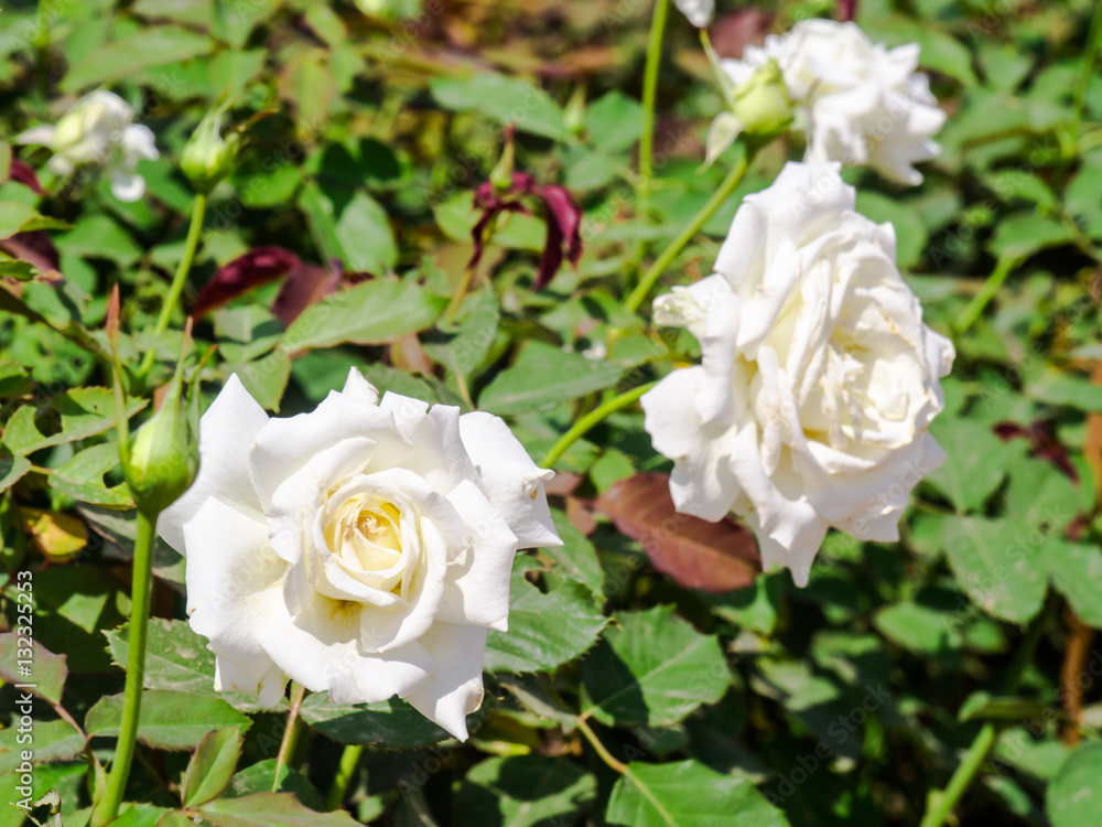 The white rose. The white rose.