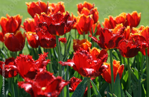 beautiful red tulips