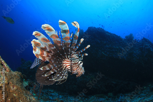 Lionfish fish underwater coral reef