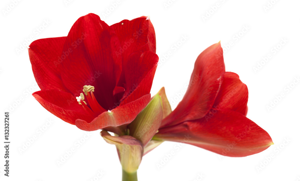 red Amaryllis or Hippeastrum red Amaryllis or Hippeastrum