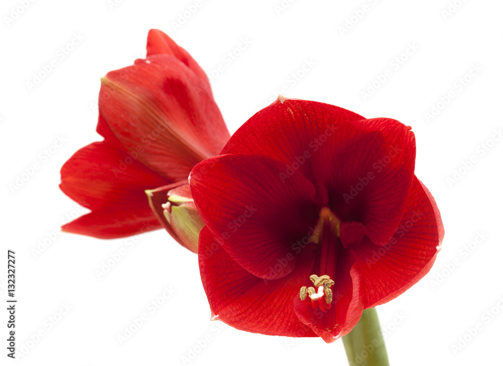 Naklejka premium red Amaryllis or Hippeastrum