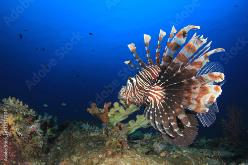 Lionfish fish underwater coral reef